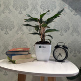 Aglonema Black Lipstick, with 5.5 inches white decor pot